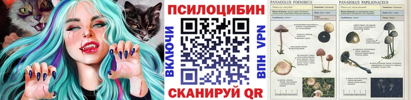 блэк спрут зеркало  Вилючинск  shop состав  где купить   Псилоцибиновые грибы мицелий 